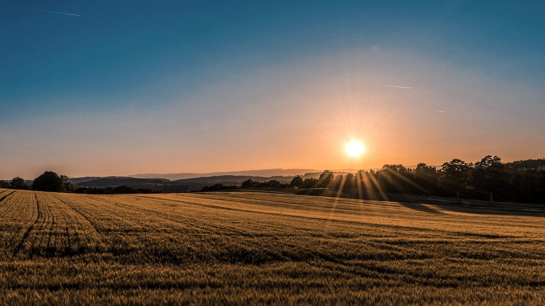 Prairie wheat running to the horizon under a low sun